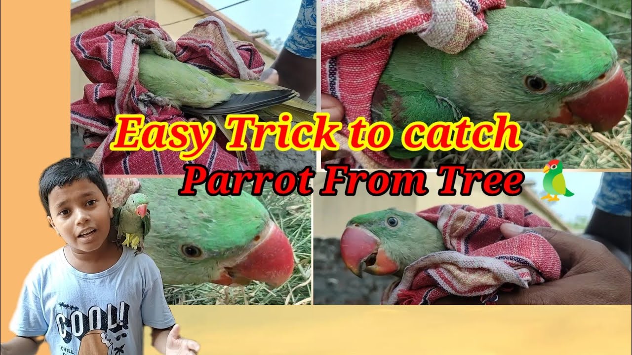 How to Catch parrot।। 