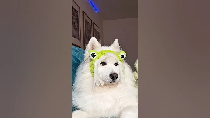 Shiro wanted to be included 🐸 #dogshorts #funny #cutedog #pets #samoyed #puppy #cute #dog