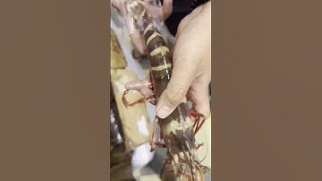 Quy trình đóng tôm Sú khổng lồ vận chuyển xa