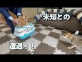 初めて犬と猫が遭遇したら…結果両方かわいかった件！！