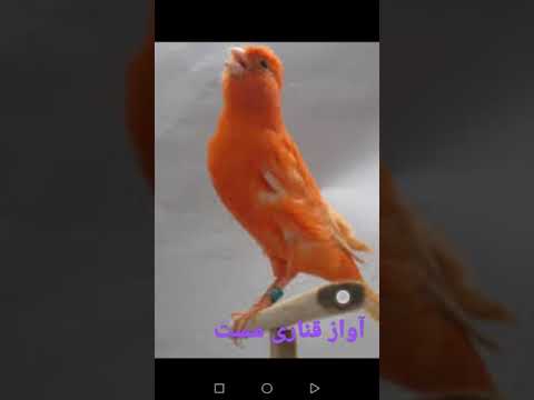 صدای قناری نر مست برای تحریک ماده قناری