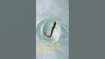 #huyếtlongphôngtrắng #arowana #cárồng #huyếtlong bé Metallic cuối cùng!