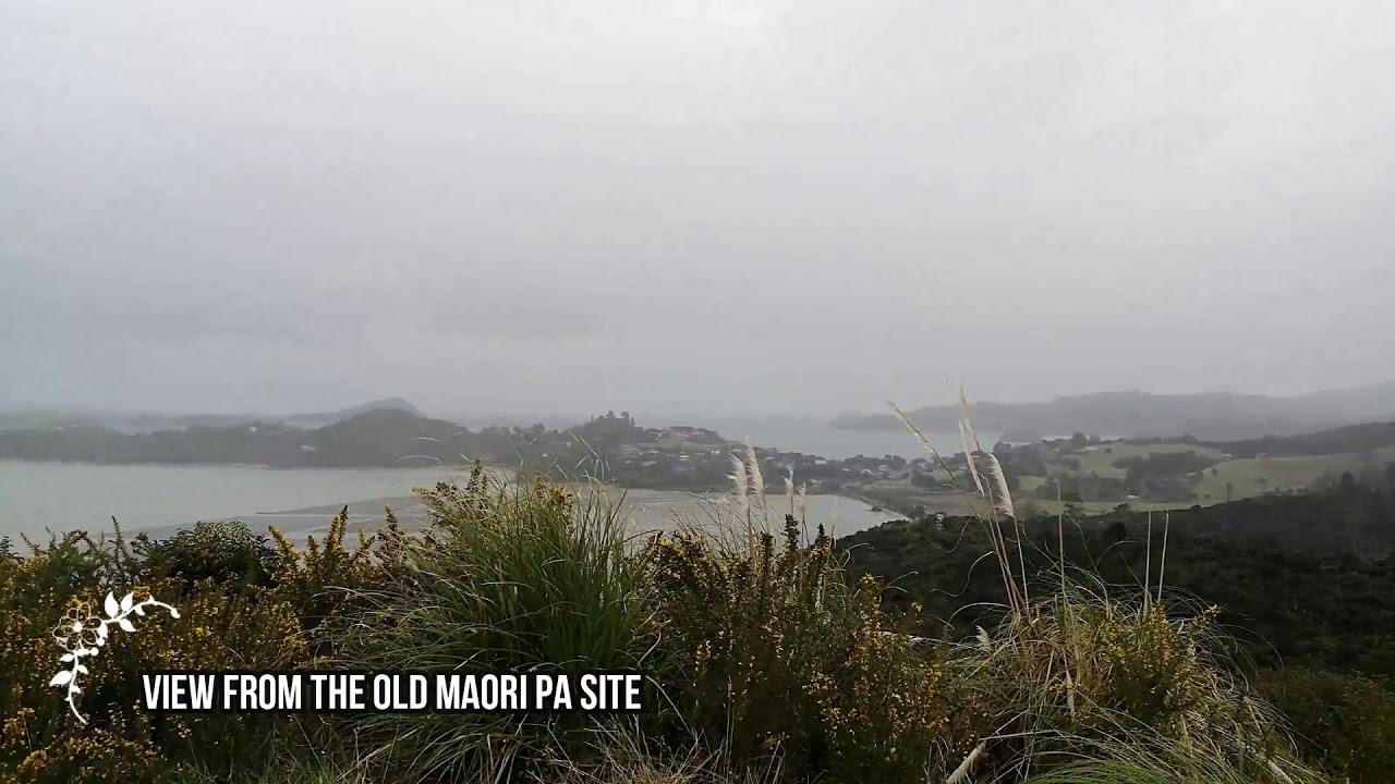 Coromandel, Kauri Walk -  New Zealand