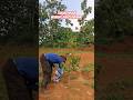 perawatan tanaman durian harus dilakukan secara rutin #video #farmingtips #agrikultur#viralvideo#fyp