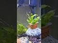 #cover #nature #music #aquarium #fish #aquariumfish #aquascapegallery #fishtank #tropicalfish