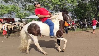 FEIRA DE CAVALOS DE CARUARU PE,  TERÇA FEIRA 23/05/2023