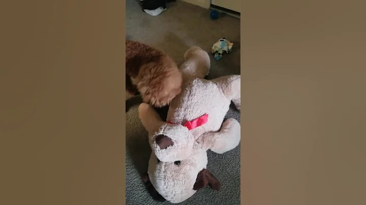 This is how my Oliver stole my Teddy Bear