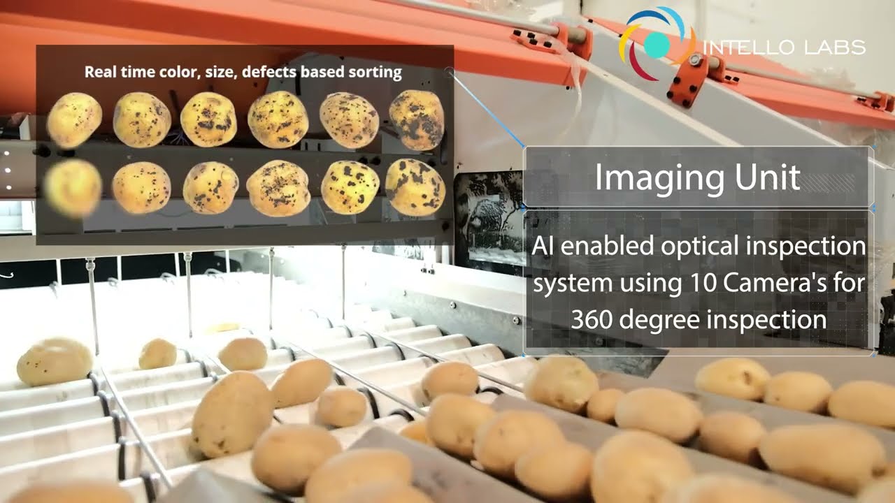 Intello Labs Integrated Sorting Packing Automatic System   Potato shortvideo