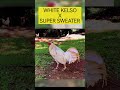 WHITE KELSO X SUPER SWEATER FIREBIRD Shorts