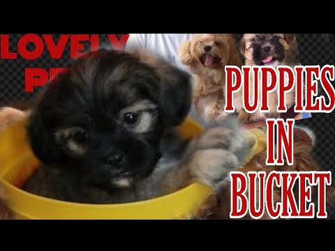 shih tzu puppies for free