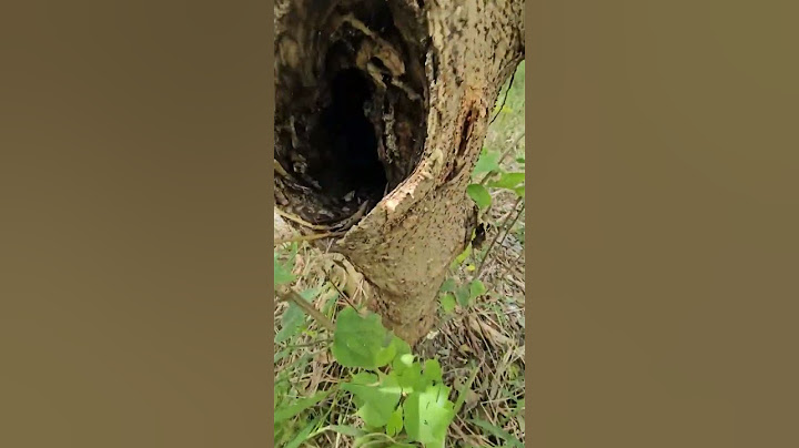 Menemukan sarang burung murai batu liar, cuma selutut kaki dari tanah 😲