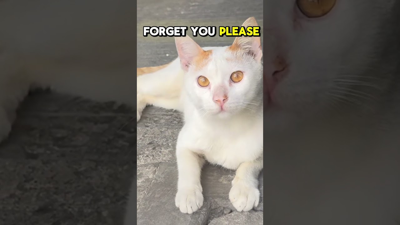 NEVER FORGET ME 😿 TOUCHING CAT STORY | Boss Minmin Cat | SUBSCRIBE 