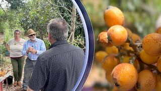 Loquat Festival spotlights backyard growing as grocery prices stay high