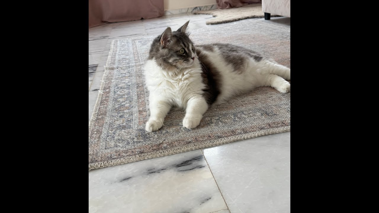 Cat Margo Кошка Марго