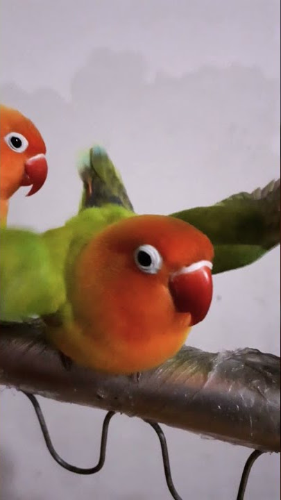 Burung Lovebird Koloni Birahi Minta Kawin
