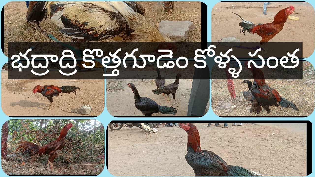 భద్రాద్రి కొత్తగూడెం కోళ్ళ సంత#bhadradri kothagudem hens Sunday market#