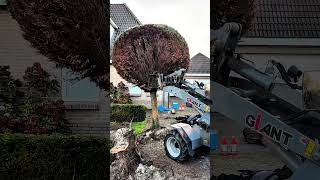 Heavy Equipment Removing a Large Topiary Tree
