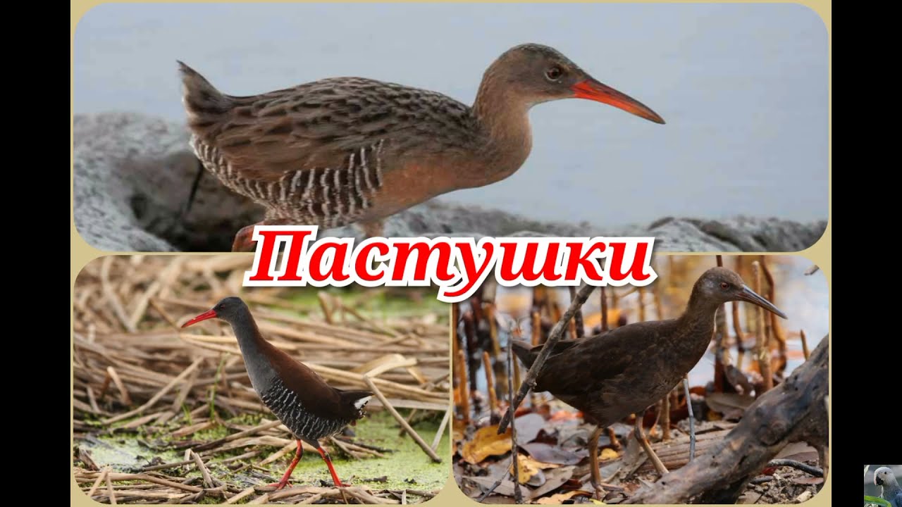 Пастушки (лат. Rallus)