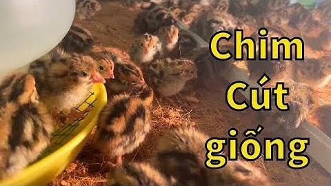 #58 kỹ thuật úm chim cút 20 ngày tuổi | Nuôi cút thật vườn