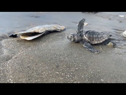 Georgia coast seeing resurgence of sea turtles | WSB-TV