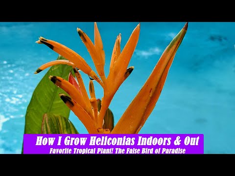 Video: Heliconia Plant Info - Wie man eine Hummerscherenpflanze anbaut