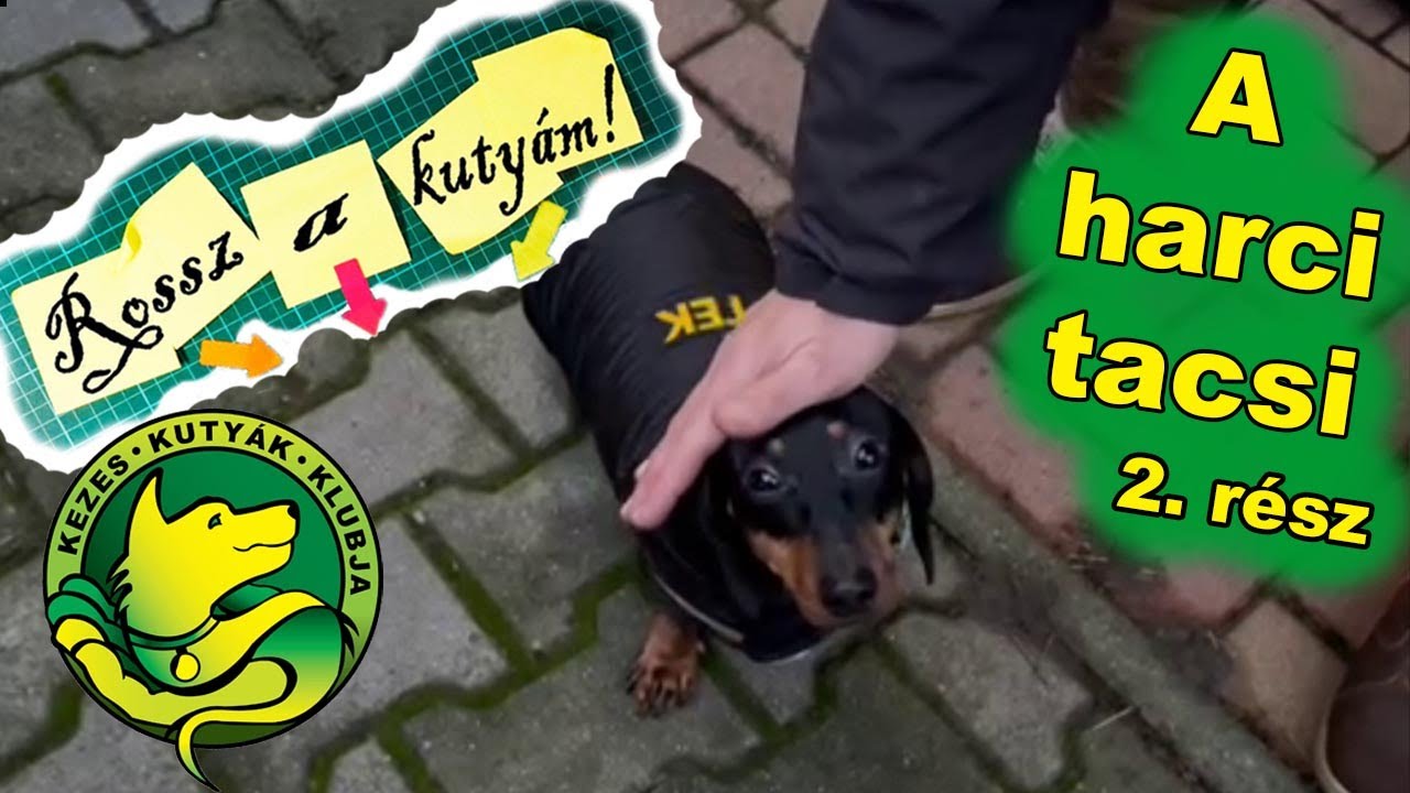 A harci tacsi 2. rész