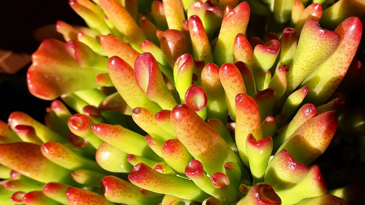 Crassula Ovata Gollum 🌱Sukulent fide dikimi , çelikten sukulent üretimi.