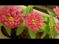 Why zinnia plant dies  tips that might save your plant