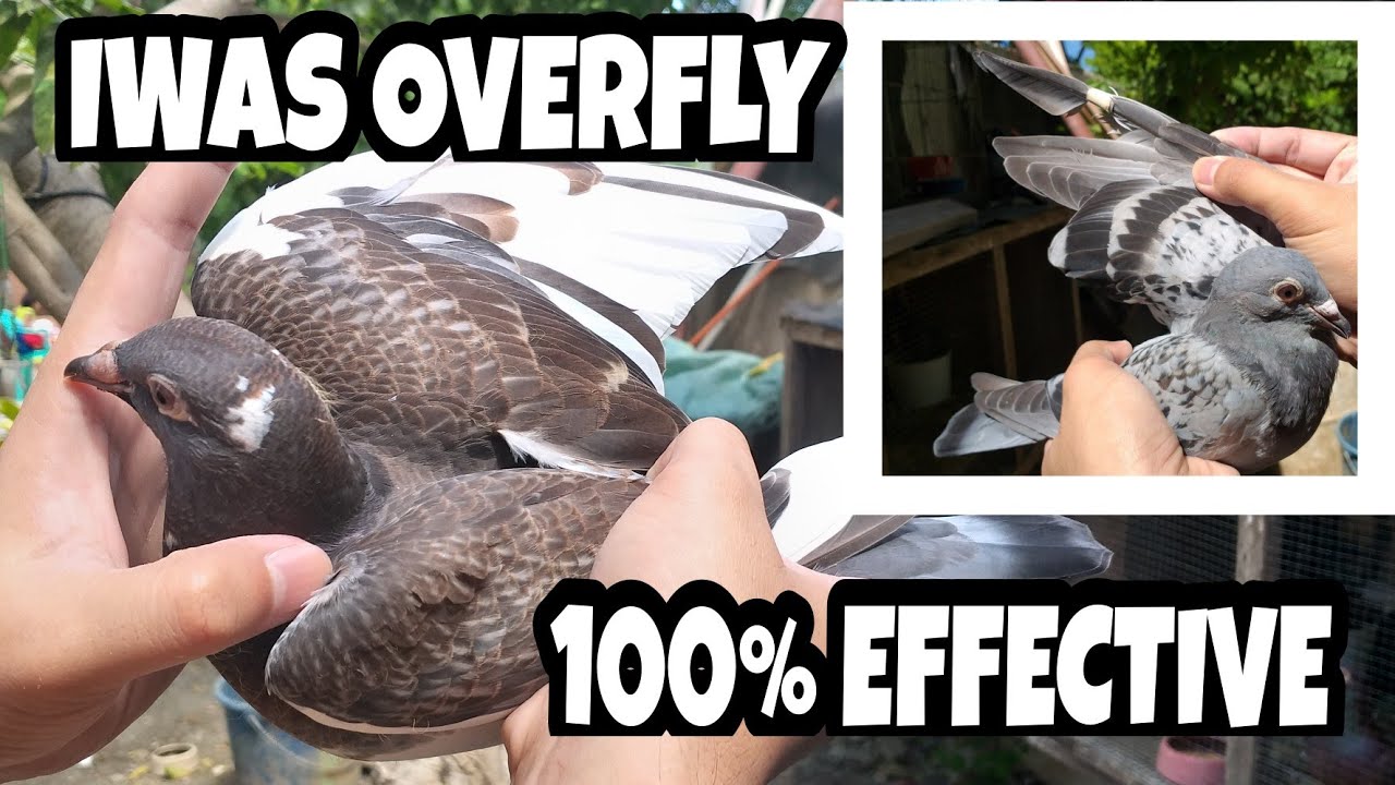 PARAAN PARA MAGSANAY NG KALAPATI | EFFECTIVE ANG IWAS OVERFLY | PARAAN NG PAG BATCHER NG KALAPATI