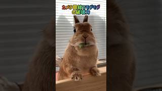 カメラ目線でモグモグされたい #うさぎ #rabbit #ウサちゃん