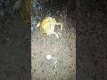 frog 🐸🐸🐸 ki kori ase sabo sun ✅✅✅👀👀👀👁️#frog #lifestyle 😎