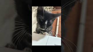 Serious cat #fyp #funny #cat #serious #relatable #murder #viral #2026 #texas #kitten #animals
