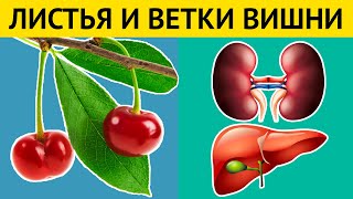 Удивительные свойства ЛИСТЬЕВ И ВЕТОК ВИШНИ! Не пропустите сезон сбора ВИШНЕВЫХ ЛИСТЬЕВ!