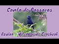 Canto do Azulão Para AMANTES DA ESPÉCIE - Gravado no Mato - Brazilian Birds Singing