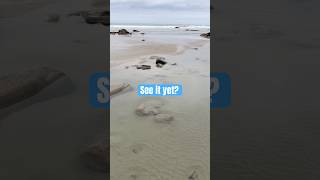 Some wildlife back at the tide pools again! #beach