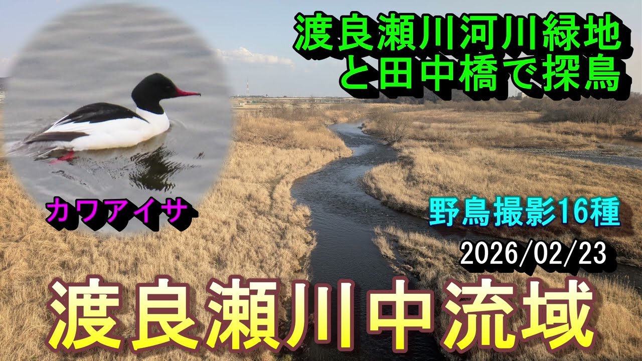 【野鳥観察】渡良瀬川中流域　カワアイサなど16種　渡良瀬川河川緑地と田中橋での探鳥