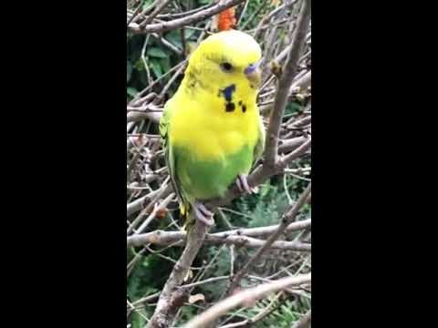 Budgie Science