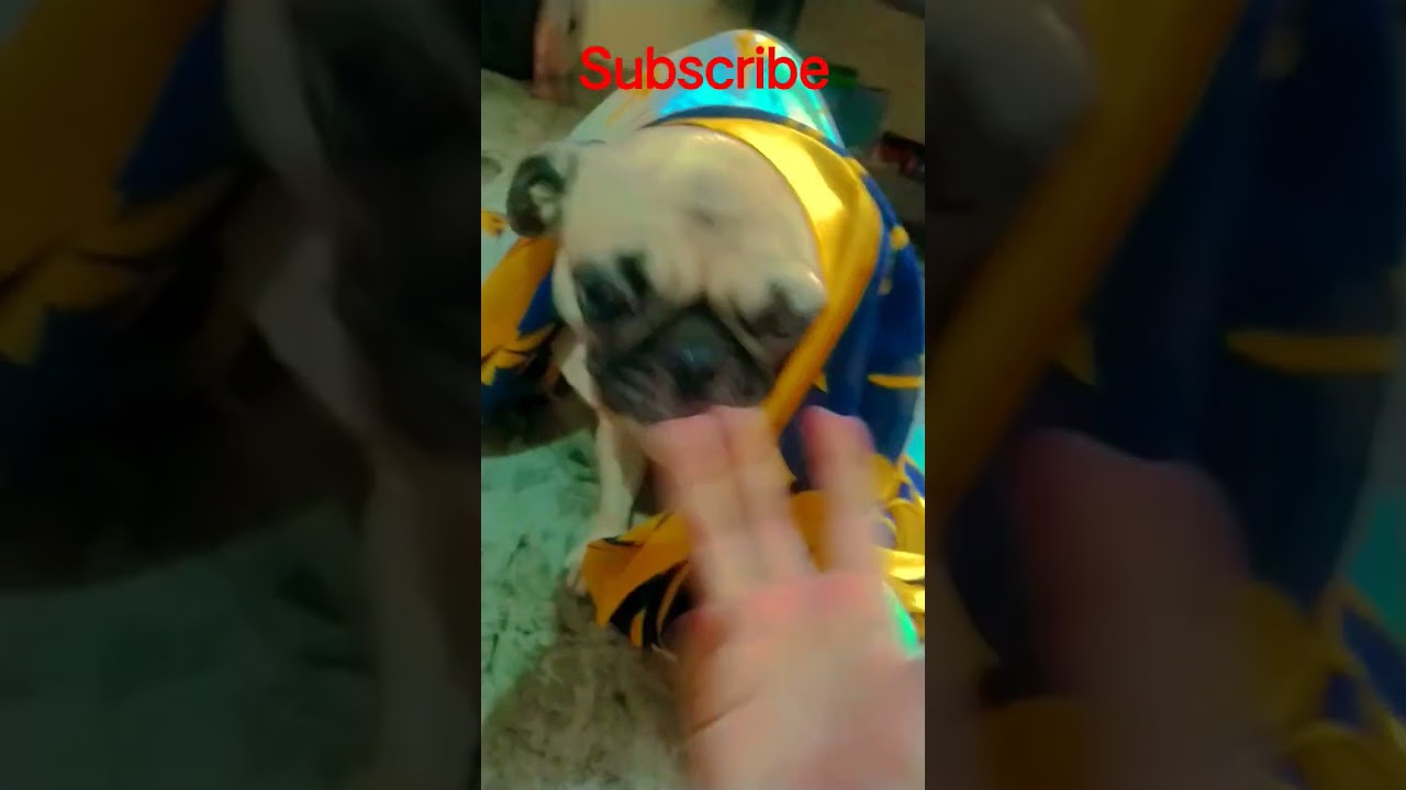 candy video 📷📸