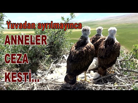 Video: Beyaz Başlı Yırtıcı Kuşlar: Türler, Habitat, Beslenme ve Üreme