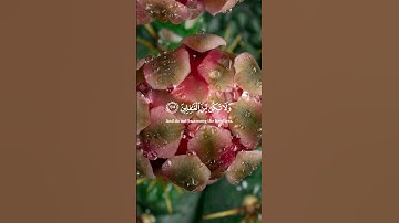 #foryou #المصحف #دويتو #تلاوة_خاشعة #اكسبلور #راحة_نفسية #yasseraldossary #duet