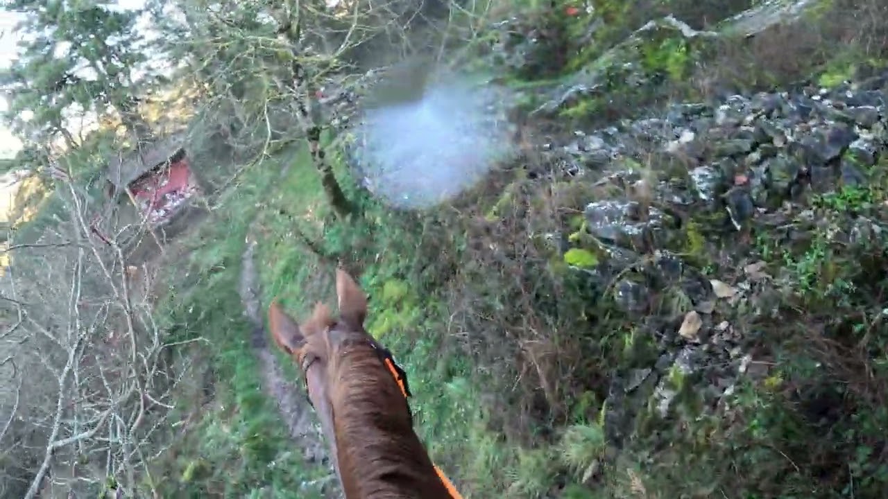 Présentation de balades à cheval.
