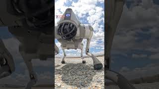 Meet Chinas Military Dog