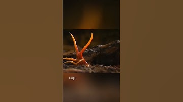 Bí ẩn , Loài Rết khổng lồ Amazon , ăn thịt cả rắn , thằn lằn , chuột ...