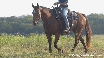Justa Smart Buy - trail riding! - ValleyViewRanch.net