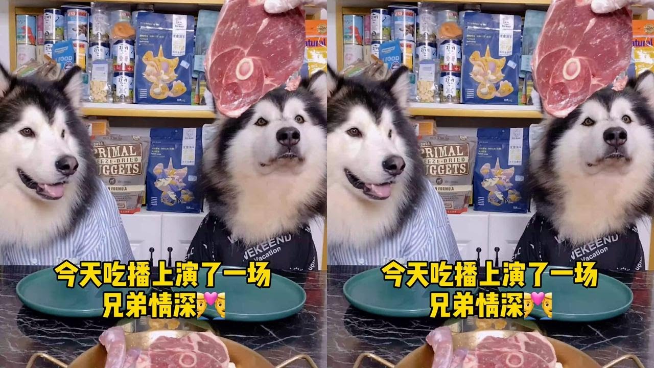 Brothers' Eating Live Stream Adorable Pet Debut Slow Motion Dog Eating