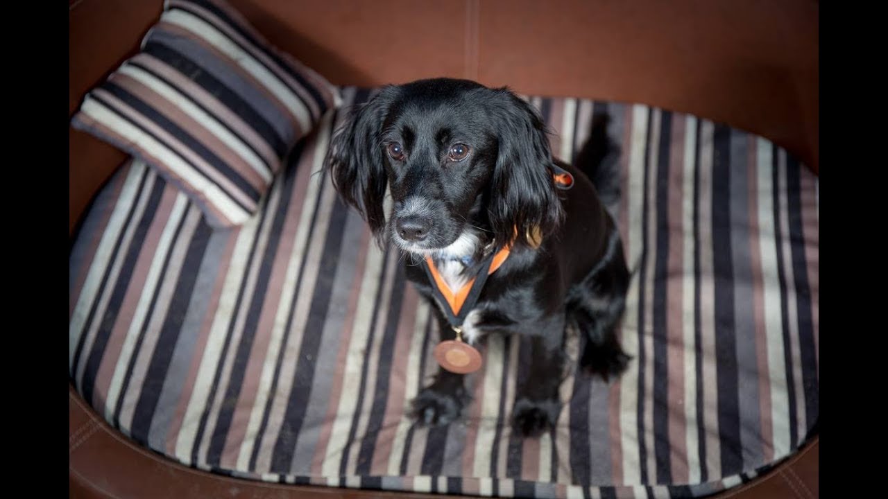Flo - Cocker Spaniel - 2 Weeks Residential Dog Training