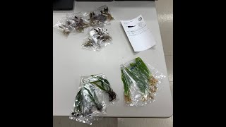 Aquarium Plants Factory comes through!