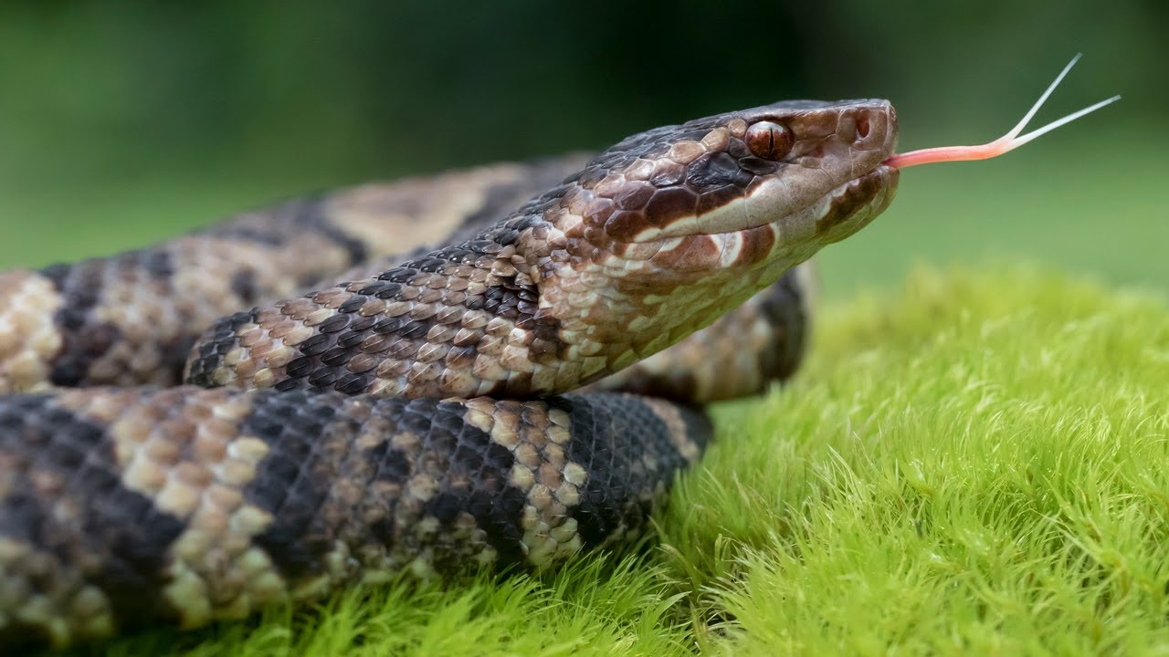 Top 10 MOST DANGEROUS Snakes in The World