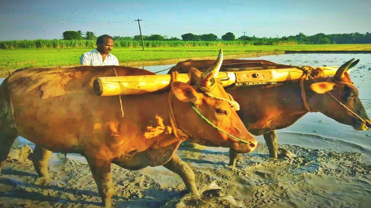 bull agriculture mud land | bullock videos | cow videos | Matti vandi | விவசாயம் | agricultural bull