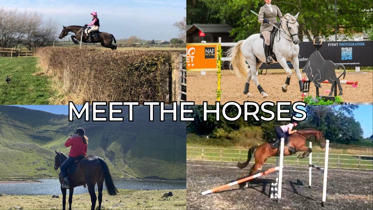 Meet My Horses: Rebuilding Our Way to Advanced | Eventing & Working Equitation